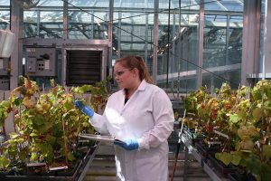Lab worker working in greenhouse with proper PPE (gloves, coat, glasses)